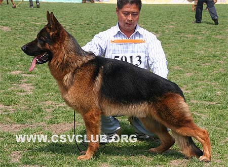 SG3 5013 杜卡斯，Dorkas von JingPin，CSZ88343，犬主：牛福林