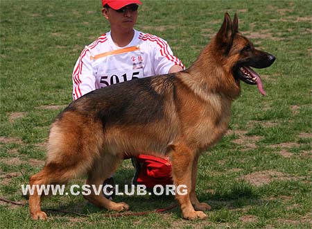SG4 5015 爱斯曼，Iceman von Santamar，CSZ8002195，犬主：史国清(长风)
