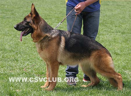 SG1 6008 芭丝思雅，Bascia von SanDing，CSZ90700，犬主：陈栋