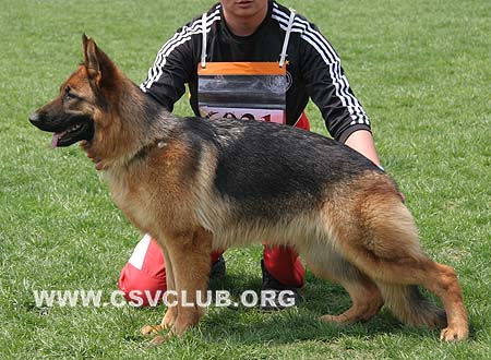 SG2 6021 库拉，Cula von LongChao，CSZ105908，犬主：李国强