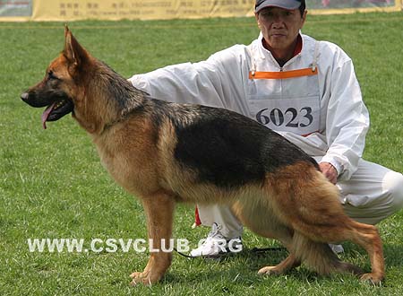 SG3 6023 乐妮格妮，Lenigne von JinRuiCheng，CSZ93706，犬主：李金明