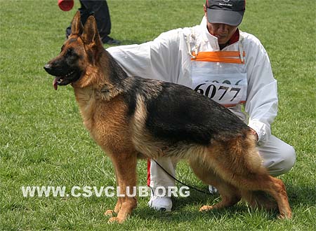 SG4 6077 格露波陈，Gruebchen von WeiSheng，CSZ96638，犬主：赵振平