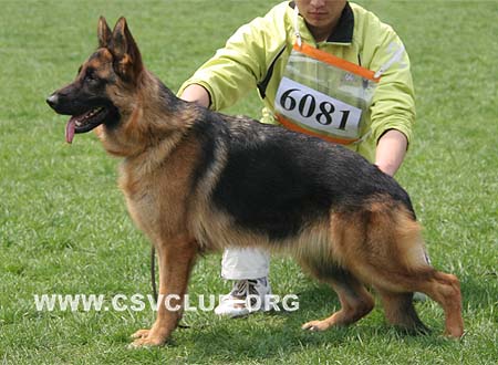 SG5 6081 斯哈黑尼，Shaheen von TianYi，CSZ89462，犬主：赵振平
