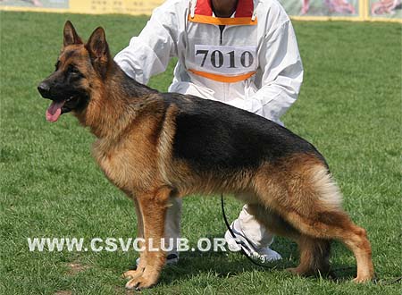 VV1 7010 绍里，Schorry von OuWeiJie，CSZW107105，犬主：吴秀香