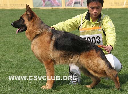VV2 7003 卡姆波，Cambo von Holt，CSZ99631，犬主：单海涛