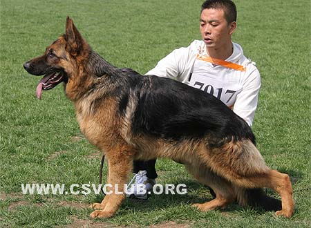 VV3 7017 依卡，Icar von JiShou，CSZ102484，犬主：刘志强(冀收)