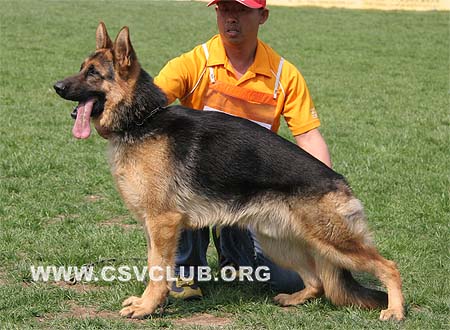 VV4 7014 艾乐顿，Elton von JinLiang，CSZ108153，犬主：杨素辰