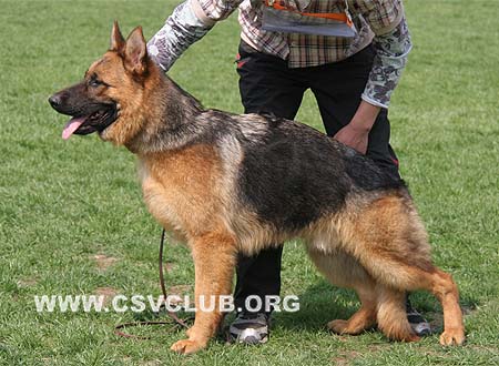 VV5 7011 富拉普，Flapp von TaiShan，CSZ104929，犬主：徐佳