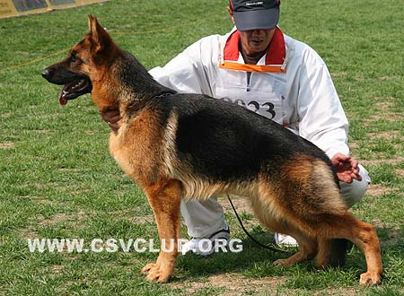 VV1 8023 赛拉，Sera von OuWeiJie，CSZW107108，犬主：吴秀香