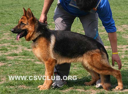 VV2 8016 萨莫巴，Samby von OuWeiJie，CSZW107113，犬主：马强