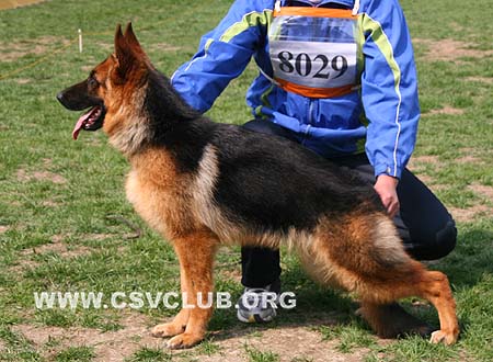 VV3 8029 克瑞可，Criki von Mo Ya，CSZ110283，犬主：杨青文