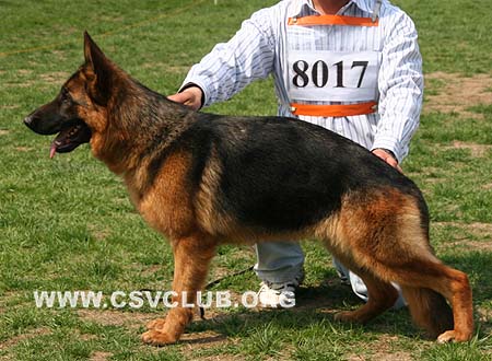 VV4 8017 爱德娜，Edna von JingPin，CSZ101880，犬主：牛福林