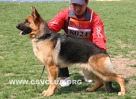 VV5 8021 艾破森，Irke von HeLi，CSZ104009，犬主：王小宾(合利)