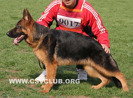 VV1 9017 艾乐斯库，Elthiko von Hugo，CSZ114883，犬主：张涛