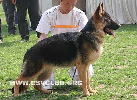 VV2 9019 鲍奴，Bono von ZeFeng，CSZ108253，犬主：张泽峰