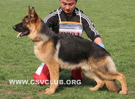 VV3 9003 吉力，Jillq von ZhenDe，CSZ109916，犬主：樊永利