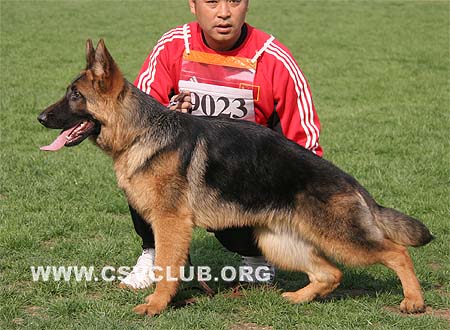 VV5 9023 爱诺，Erno von Hugo，CSZ114884，犬主：张涛