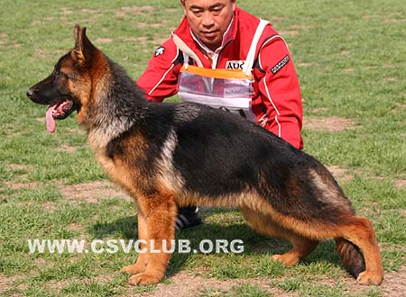 VV1 0001 菲丽雅，Filija von JingPin，CSZ109710，犬主：陈小军