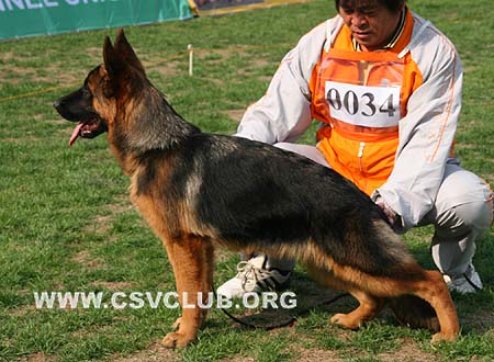 VV2 0034 弗娃，Fewa von JingPin，CSZ109714，犬主：牛福林