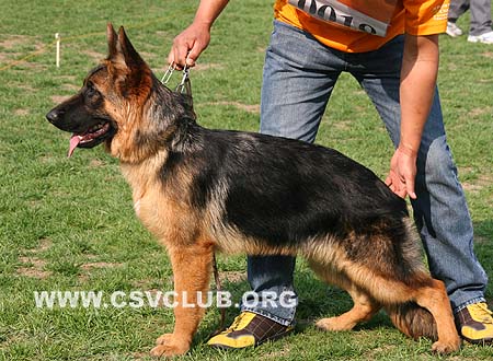 VV3 0018 菲妮丝，Finess von JingPin，CSZ109709，犬主：牛福林