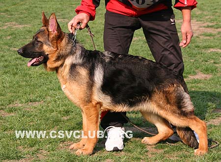 VV4 0003 卡艾，Kane von HNJinDun，CSZ112762，犬主：底书信