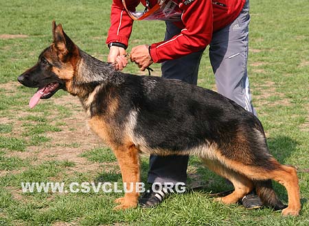 VV5 0019 发若法，Fahrah von JingPin，CSZ109711，犬主：牛福林