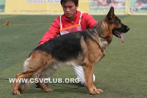 V1 1015 达克斯，Dax de Intercanina，CSZ8002188，犬主：李岩