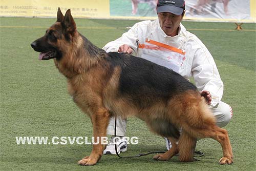 V2 1040 阿克斯，Aks von TianYi，CSZ61672，犬主：赵振平