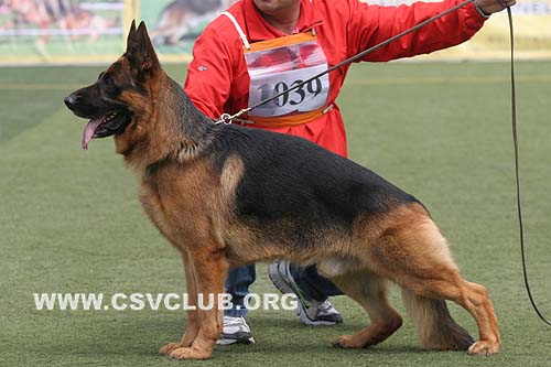 V3 1039 玛琳，Malin von WeiSheng，CSZ60403，犬主：赵莹