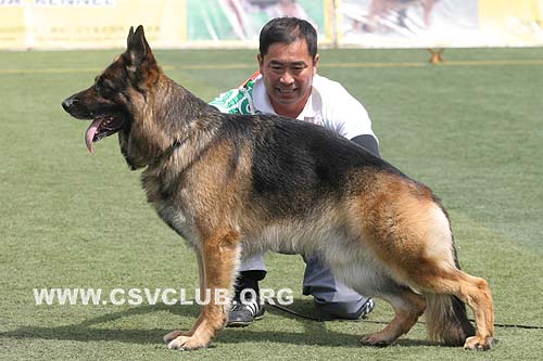 V4 1025 法鲁斯，Farus des Meilleurs Sangs，CSZ8002116，犬主：王宏志
