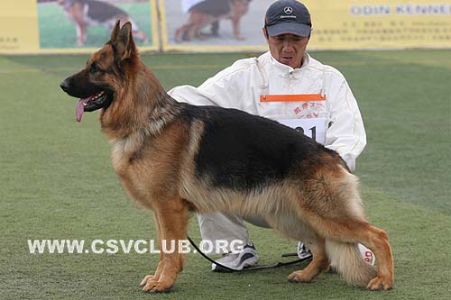 V5 1021 赞特，Zante von JinRuiCheng，CSZ72589，犬主：邵泽民