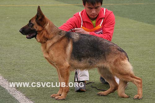 V1 2070 艾米，Emy von LongFa，CSZ50263，犬主：周锋