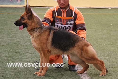 V2 2009 达索，Dasso von Happy，CSZ55093，犬主：符伟其