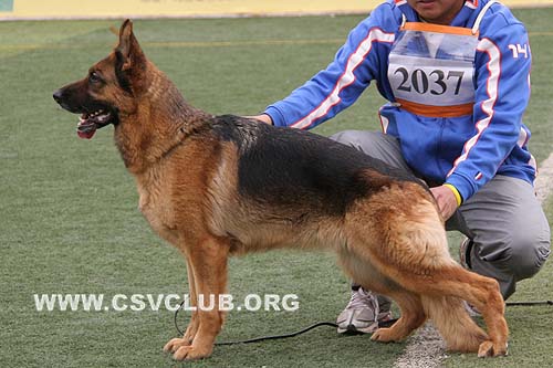 V5 2037 阿妮，Agni von GuangYou，CSZ40409，犬主：孙少军