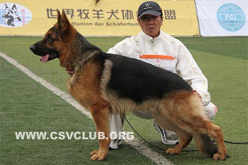 SG1 3001 巴罗尼，Kratmosens Baroni，CSZ8002266，犬主：高飞