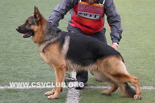 SG2 3011 威尔泊，Vurpo vom Hühnergrab，CSZ8002193，犬主：王华凯