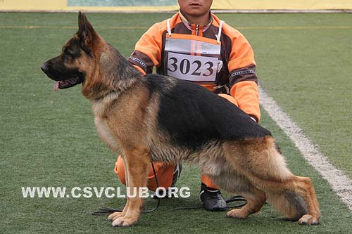 SG3 3023 费纳，Fina von XiAnTianDi，CSZ80545，犬主：张平(玉成)