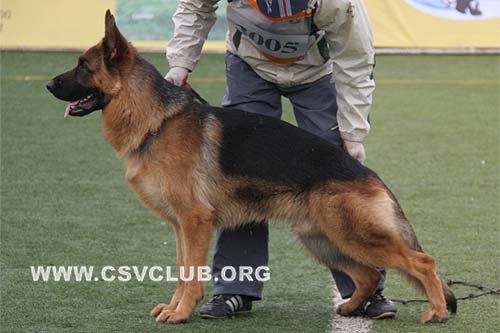 SG4 3005 巴拉杜，Baldur von TianJinJinDong，CSZ87053，犬主：刘新林