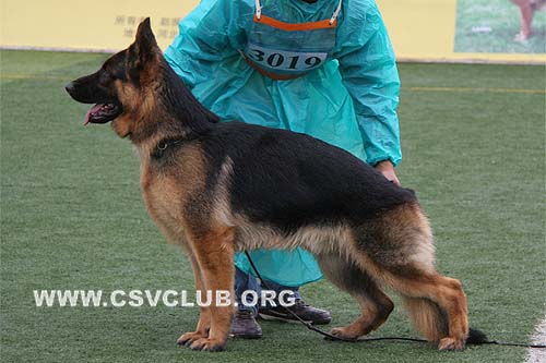 SG5 3019 查尼的鲁，Chandro von JinLiang，CSZ94692，犬主：杨素辰