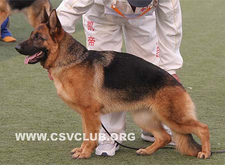 SG2 4006 爱笛丝，Edith von BianJing，CSZ87163，犬主：胡红新