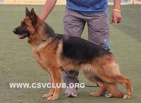 SG3 4021 坎萨，Cantha von WenHao，CSZ84560，犬主：田传军