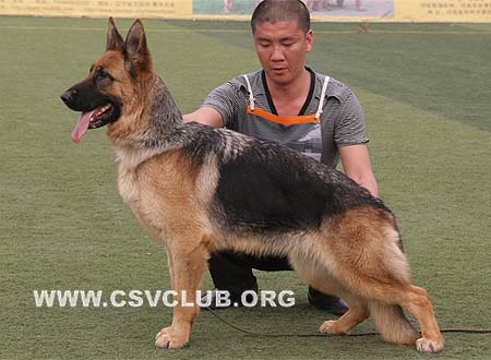 SG4 4014 拜莉儿，Balie von De Yun，CSZ86163，犬主：张健