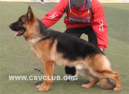 SG1 5023 格依奴，Gyno von HeLi，CSZ94586，犬主：王小宾(合利)