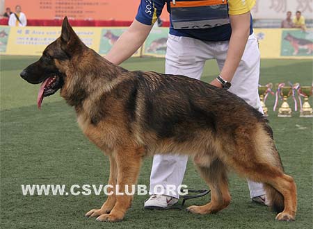 SG2 5020 库普，Cup von TianJinJinHai，CSZ91134，犬主：邵昆海