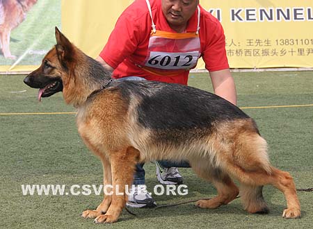 SG2 6012 库拉，Cula von LongChao，CSZ105908，犬主：李国强
