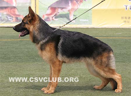 VV1 7010 库力德，Curd von AnWang,CSZ103834,犬主：孙茂全