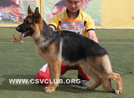 VV1 9001 吉力，Jillq von ZhenDe，CSZ109916，犬主：樊永利