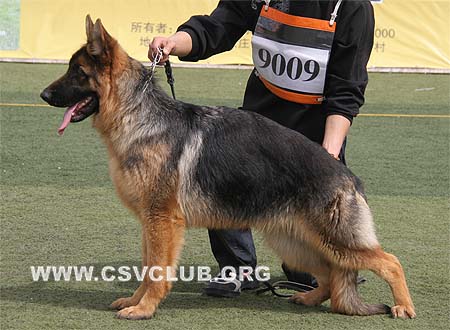 VV3 9009 克力库，Kerko von DeAiEr，CSZ112946，犬主：刘俊起