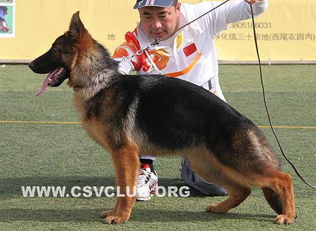 VV3 0001 菲丽雅，Filija von JingPin，CSZ109710，犬主：陈小军
