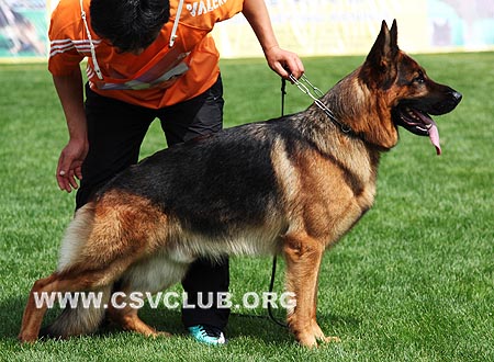 V1 1029 达克斯，Dax de Intercanina，CSZ8002188，犬主：李岩